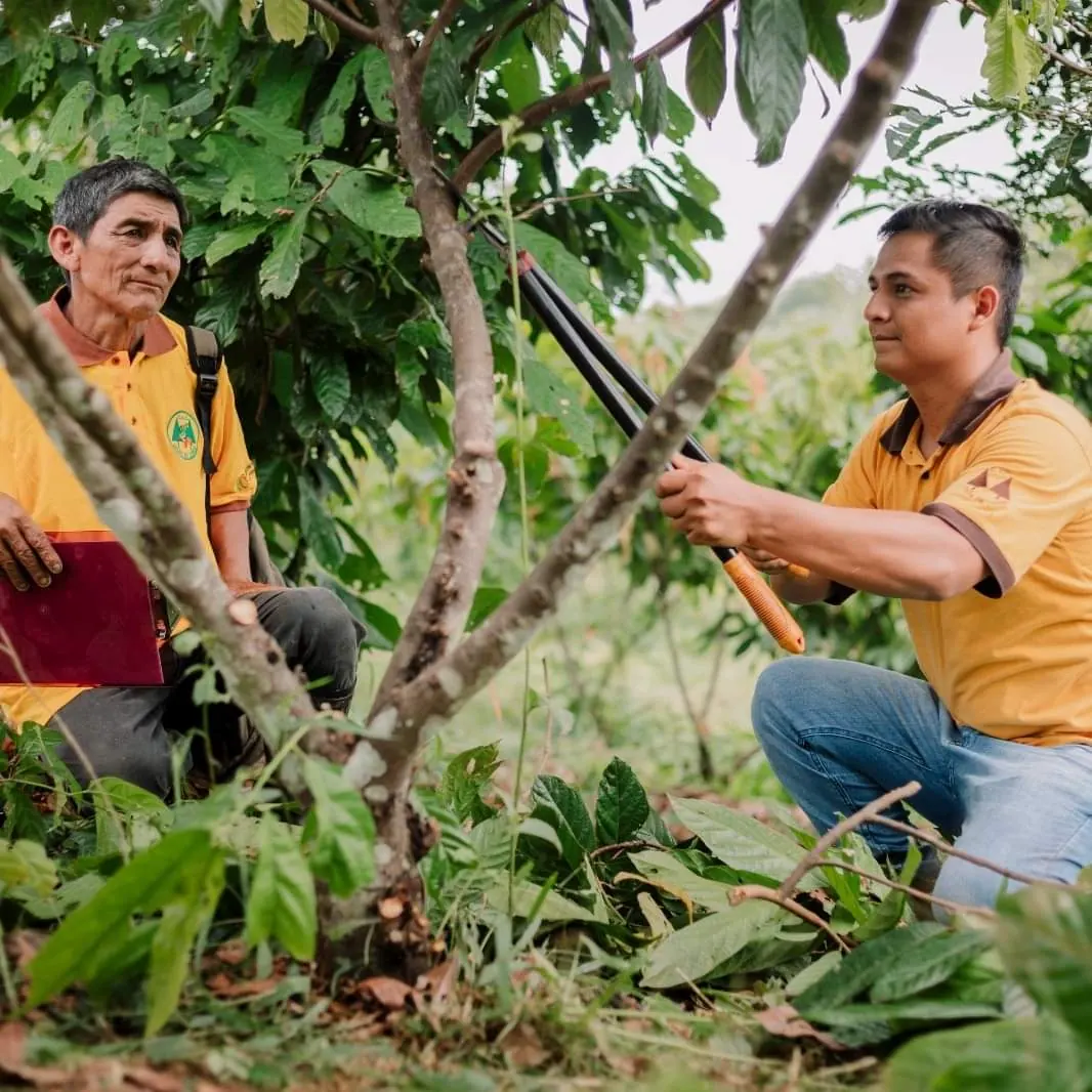Colpa de Loros: Cooperativa se beneficia con alto precio de cacao