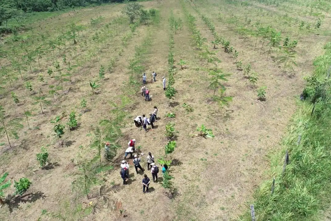 Reforestación sostenible: El compromiso de Viridis Terra con la Amazonía