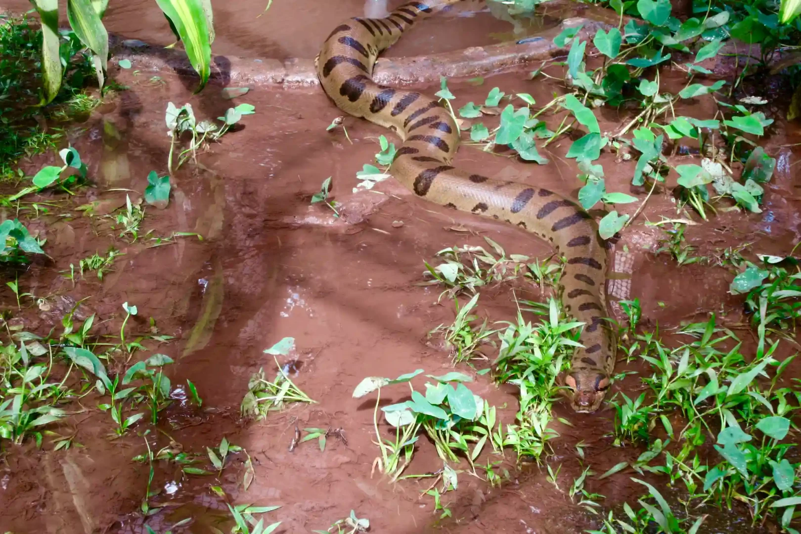 Zoológico de la UNAS: Un espacio de vida silvestre en Tingo María