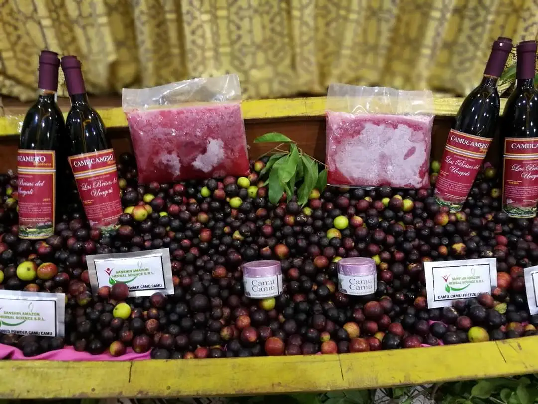 Ucayali: Realizarán Festival del Camu Camu 2024 en Yarinacocha