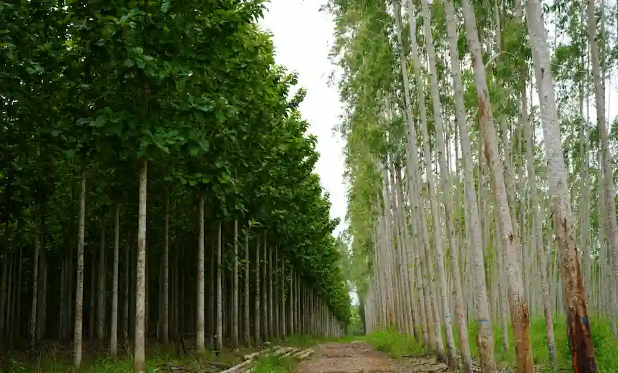 San Martín: Intercambian experiencias exitosas en plantaciones forestales comerciales