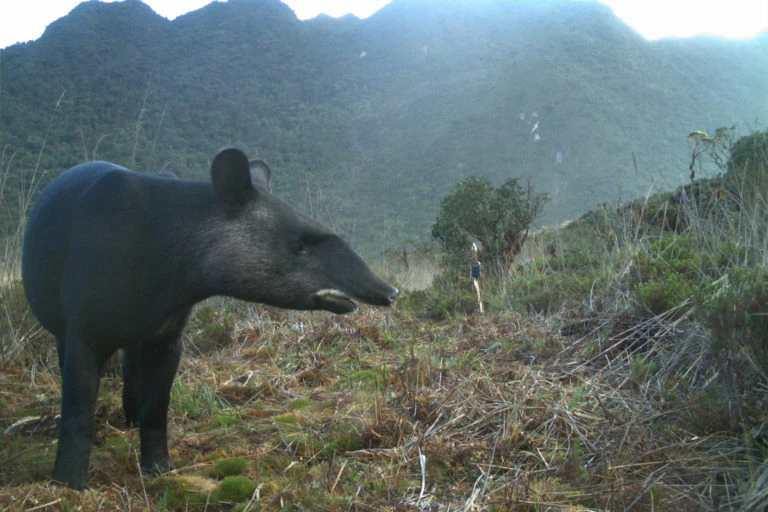 Tapires-de-America-Latina-Especies-en-peligro-de-extincion-XI.webp