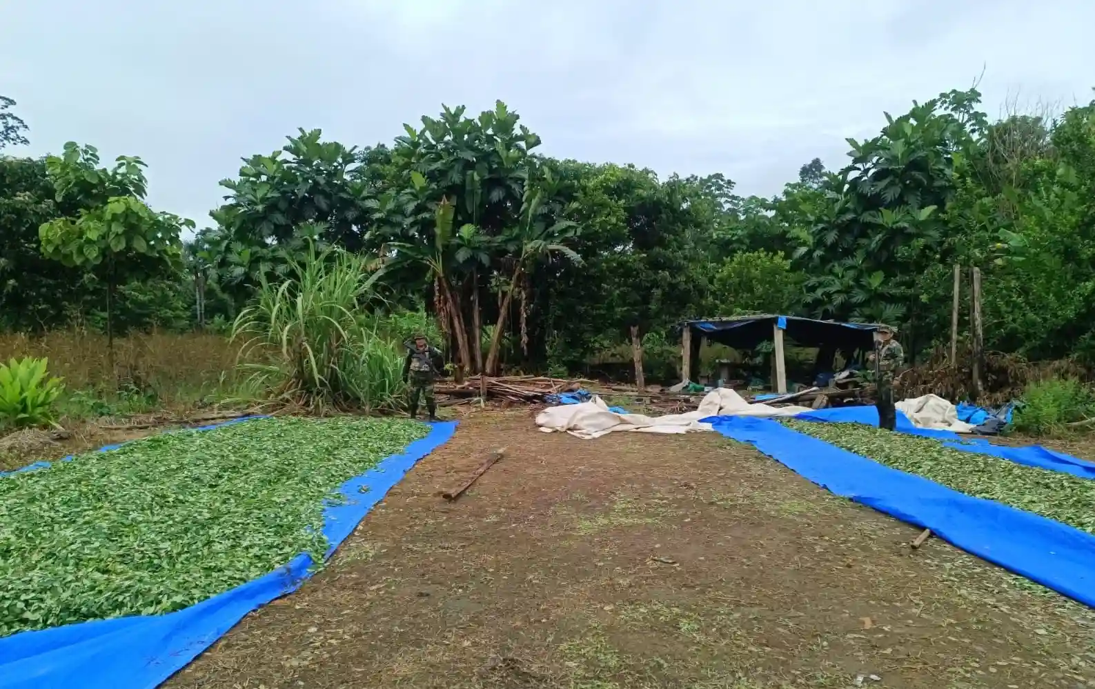 Destruyen 8 hectáreas con plantaciones y 800 kg de hoja de coca destinadas al narcotráfico