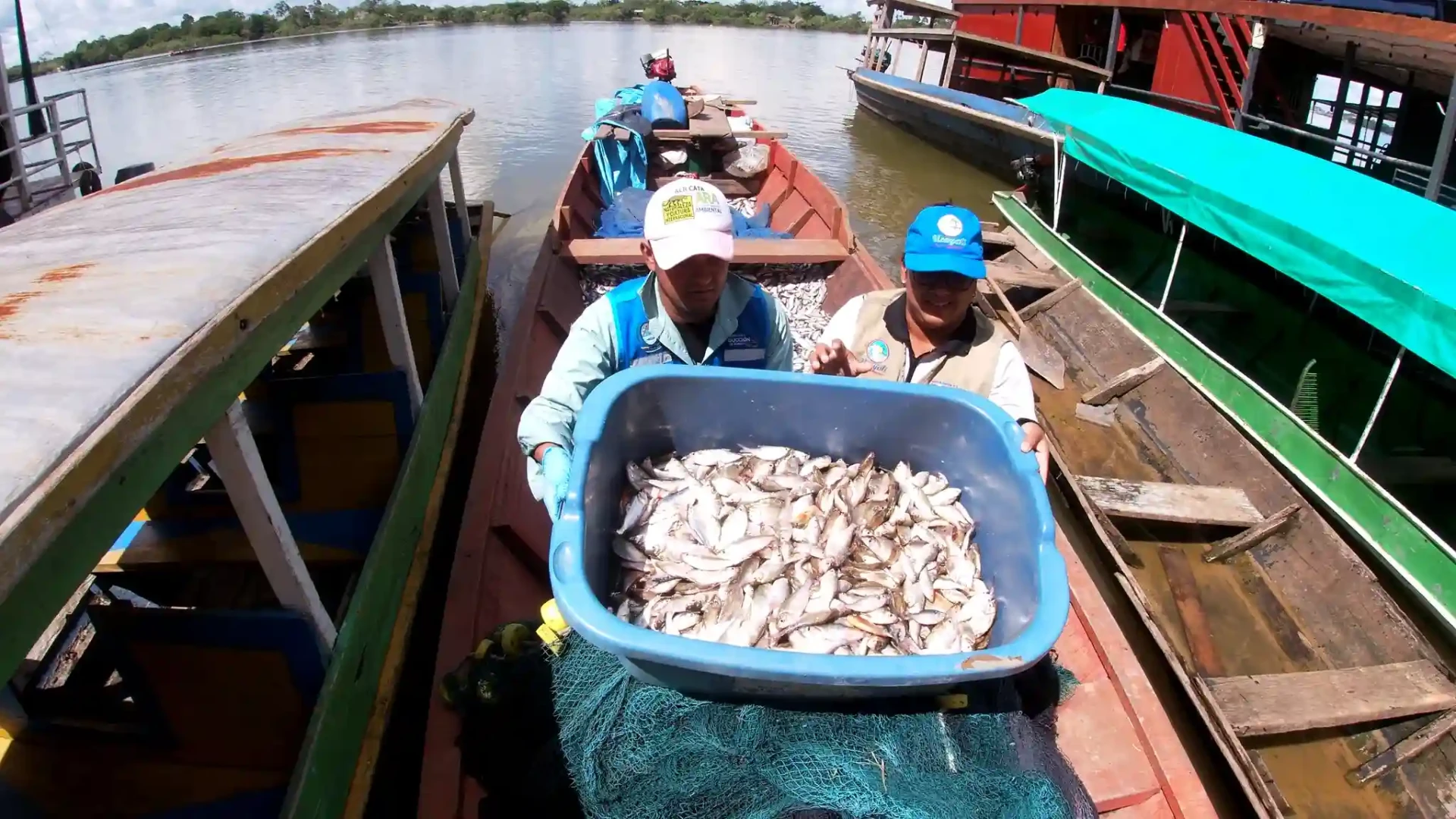 Decomisan media tonelada de pescado en operativo contra pesca ilegal en Ucayali