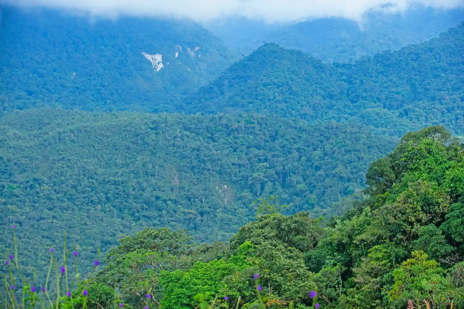 Sarita Cuipal, defensora de los bosques del Alto Mayo