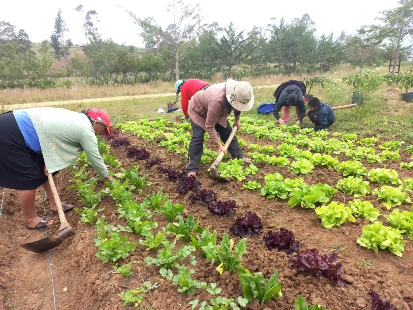 Madres brindan asistencia técnica en el cuidado de suelos agrarios