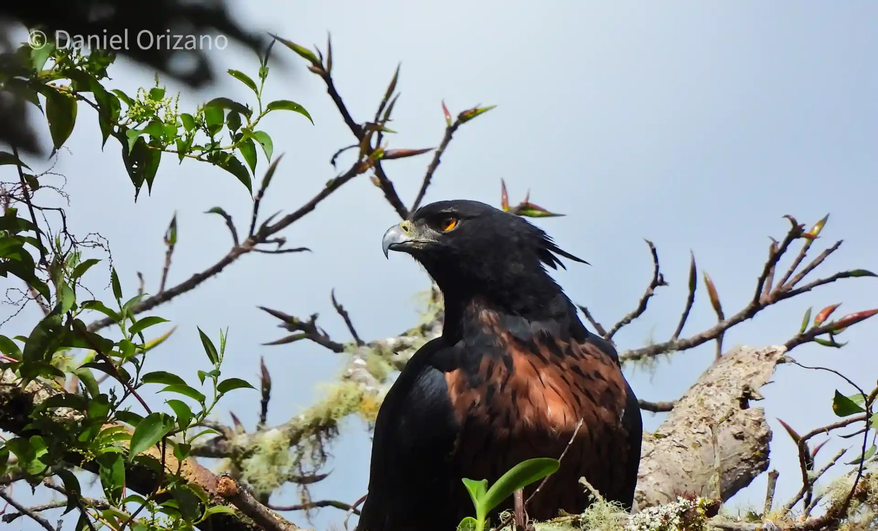 Águila Inca, una especie en peligro de extinción por la pérdida de su hábitat