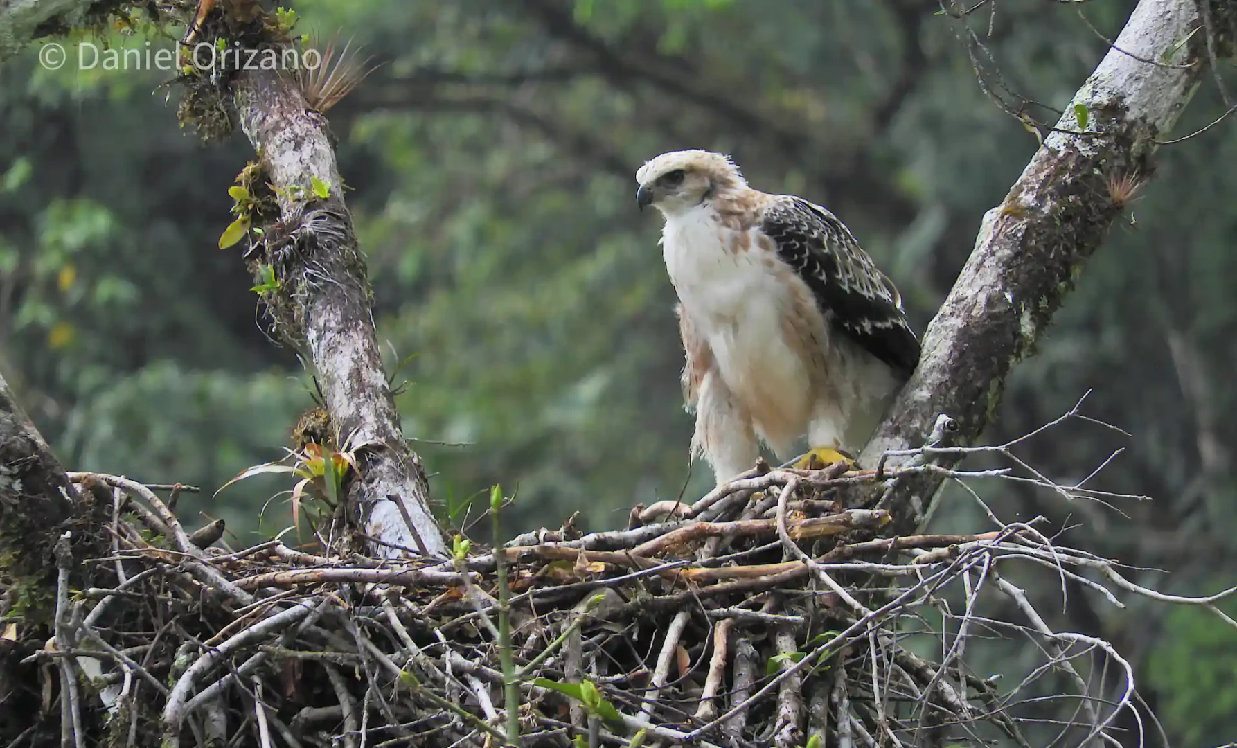 Águila Inca, una especie en peligro de extinción por la pérdida de su hábitat