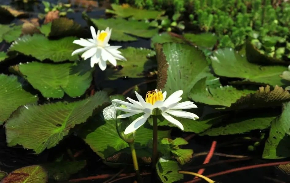 Laguna El Oconal: Un futuro sitio Ramsar en la Amazonía pasqueña 
