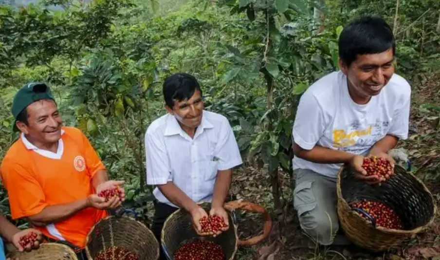 Ficafé 2024 generará movimiento económico de S/50 millones