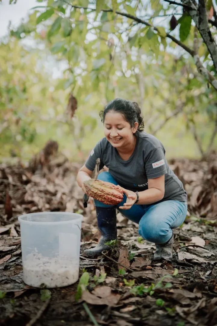 Ucayali: Proyecto de cacao beneficia a 400 familias de Neshuya