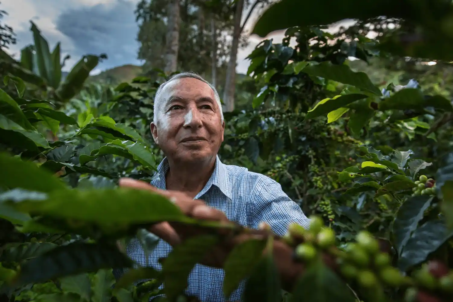 Minam lanza proyecto para promover producción sostenible de café y cacao