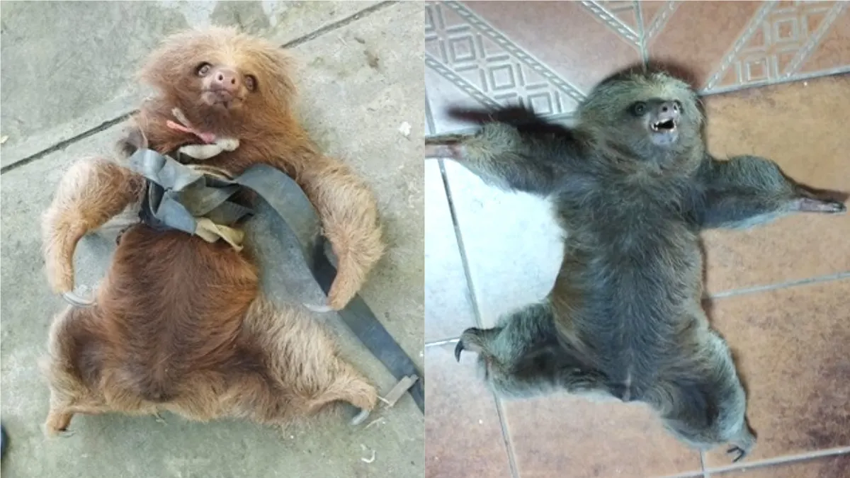 El oso perezoso se encontró con ataduras en el torso y en las extremidades.