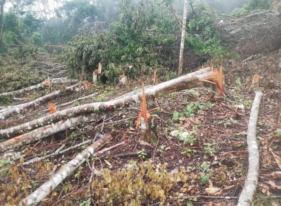 San Martín: Fiscalía confirma destrucción ambiental en la Cordillera Escalera