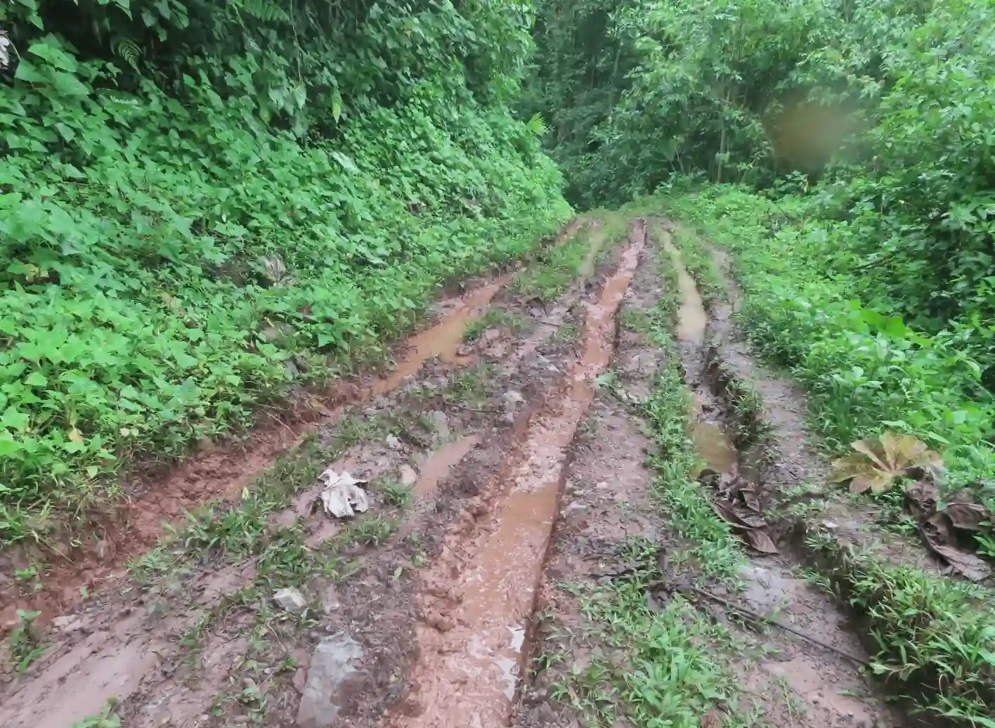 Denuncian construcción ilegal de carreteras en el Bosque de Protección San Matías San Carlos