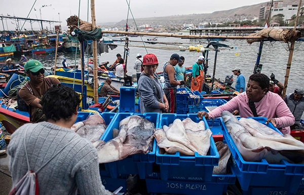 El alza del precio de la pota impacta la economía de familias y negocios