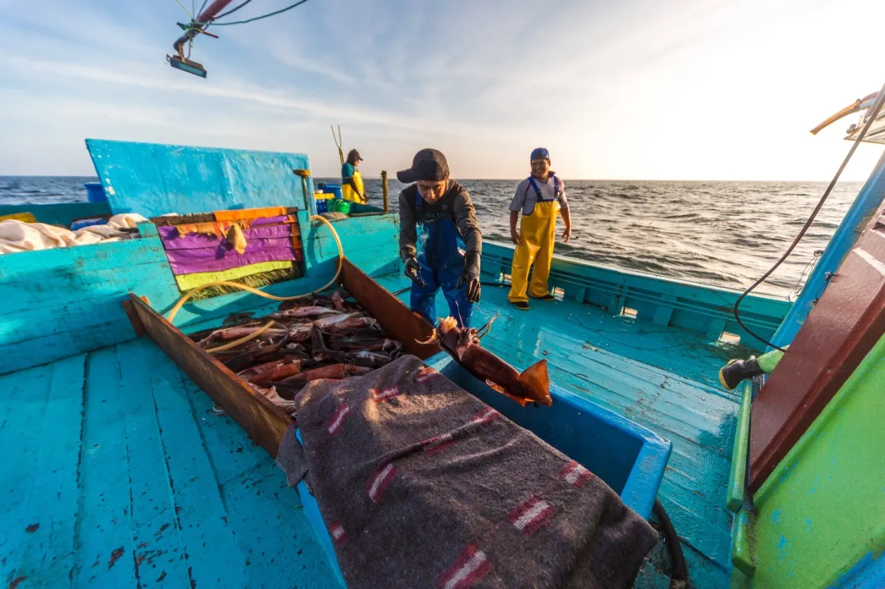 Pesca de pota: Desafíos y avances en el camino hacia su sostenibilidad