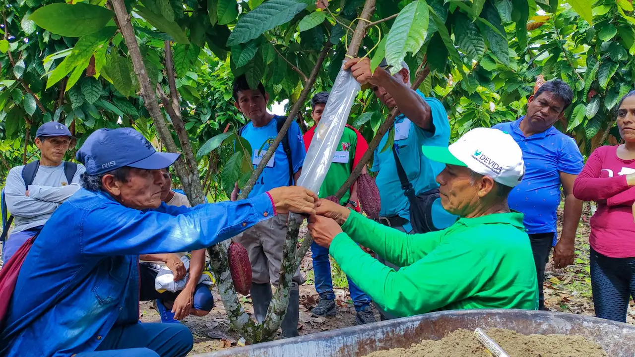 Huánuco: Fortalecen habilidades de más de 450 cacaoteros