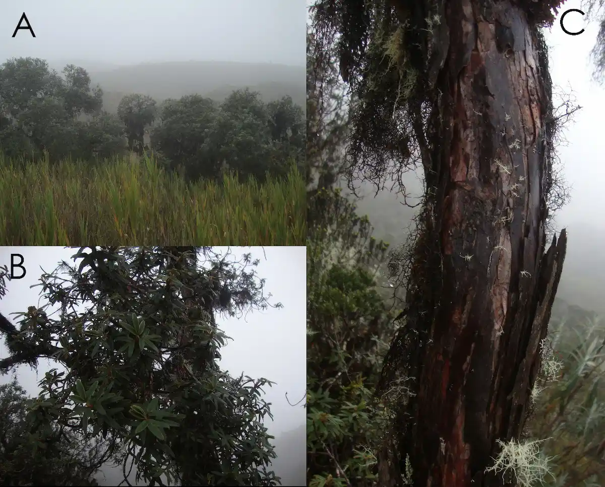 Descubren nueva especie de queñua en el Bosque de Protección Pui Pui