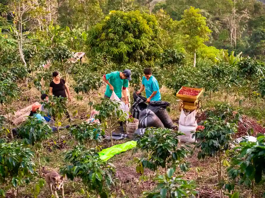 Invierten S/130 millones para mejorar 10 000 hectáreas de café en el norte del Perú
