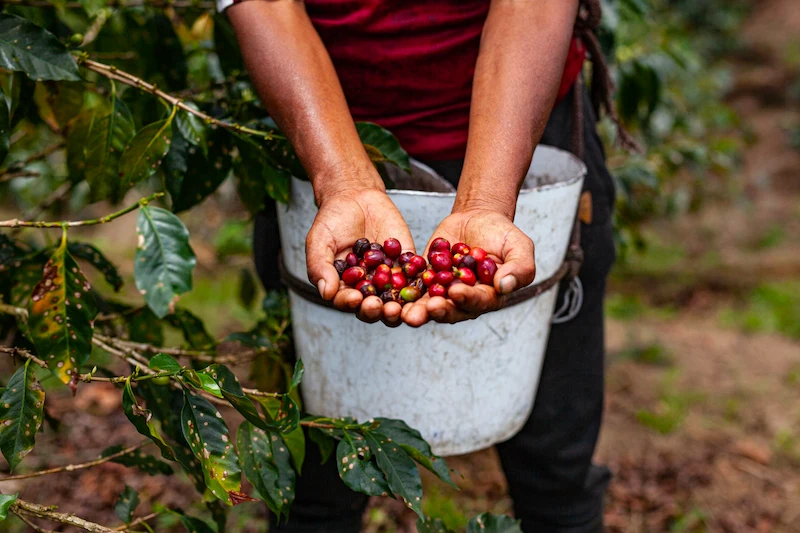 Invierten S/130 millones para mejorar 10 000 hectáreas de café en el norte del Perú