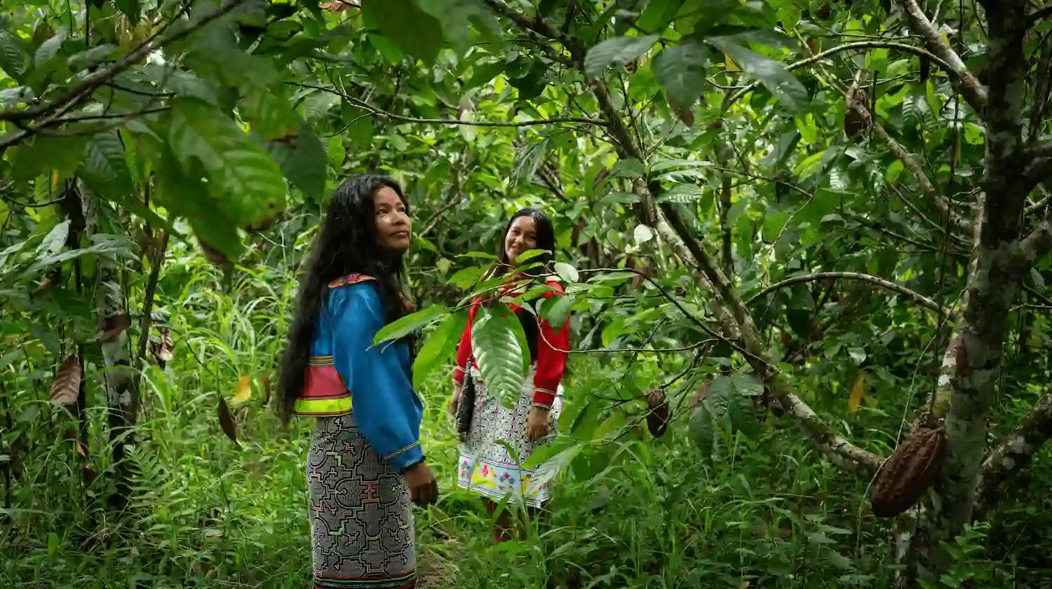 Mujeres indígenas restauran especies forestales nativas para conservar el Parque Nacional Cordillera Azul