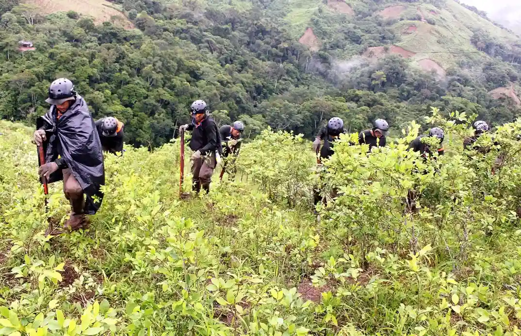 IX-Erradican-mas-de-9-000-hectareas-de-cultivos-ilegales-de-hoja-de-coca-en-2024-X.webp