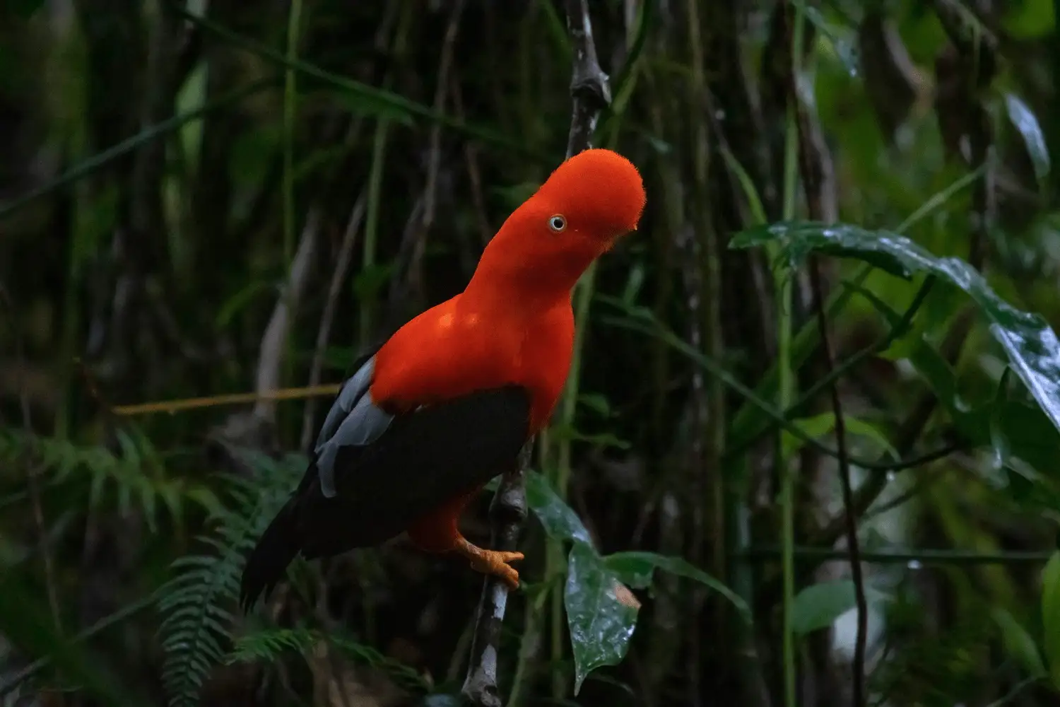 Promueven actividades de control y vigilancia en Área de Conservación Regional Chuyapi Urusayhua