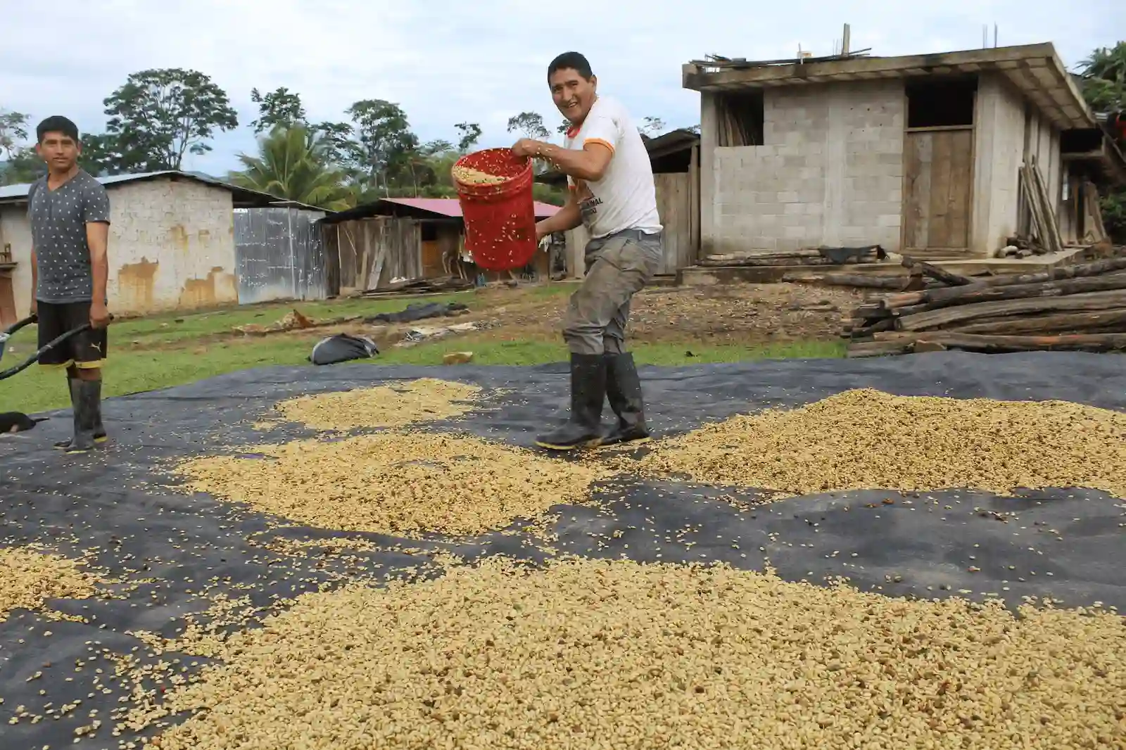 Café: Se exportarán 820 toneladas a Unión Europea y Estados Unidos