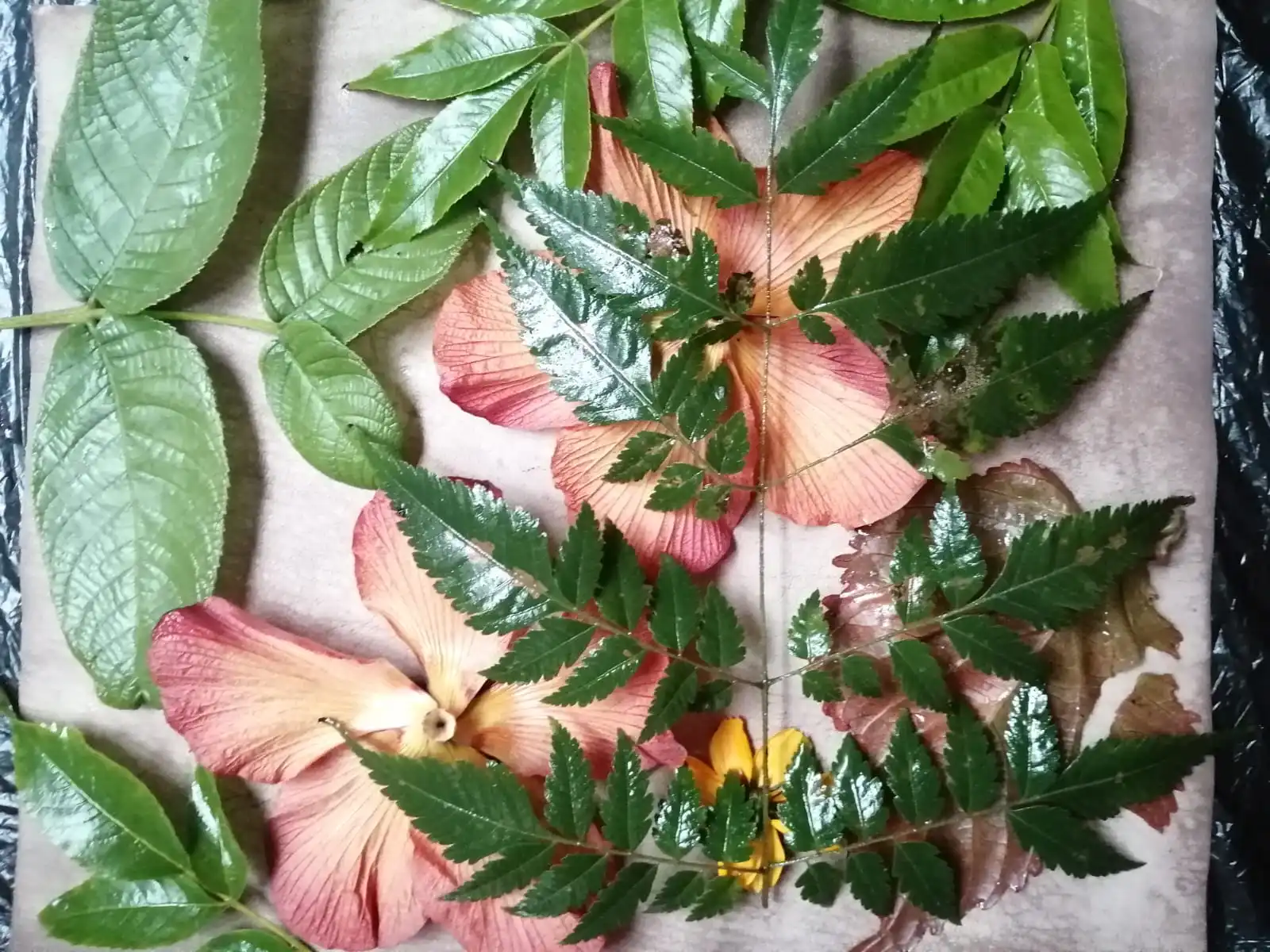 Moda sostenible con estampados naturales contribuyen a la conservación