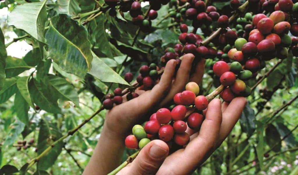 Café: Decrece su producción en el país