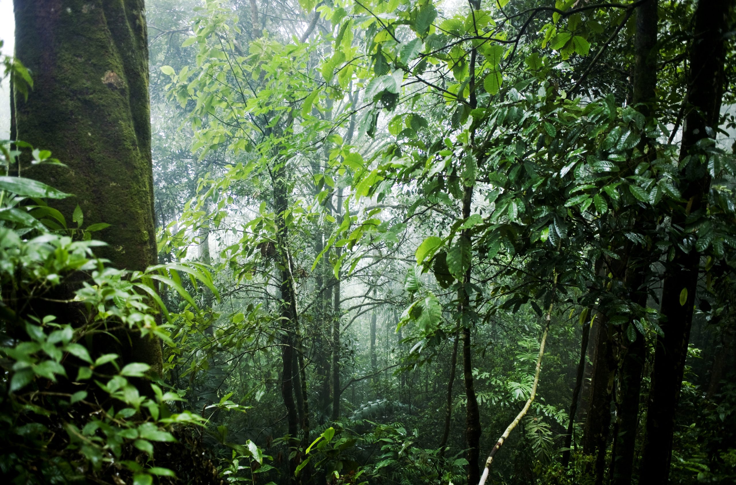 Gas natural de Camisea: Se reduce en 15% emisiones de CO2