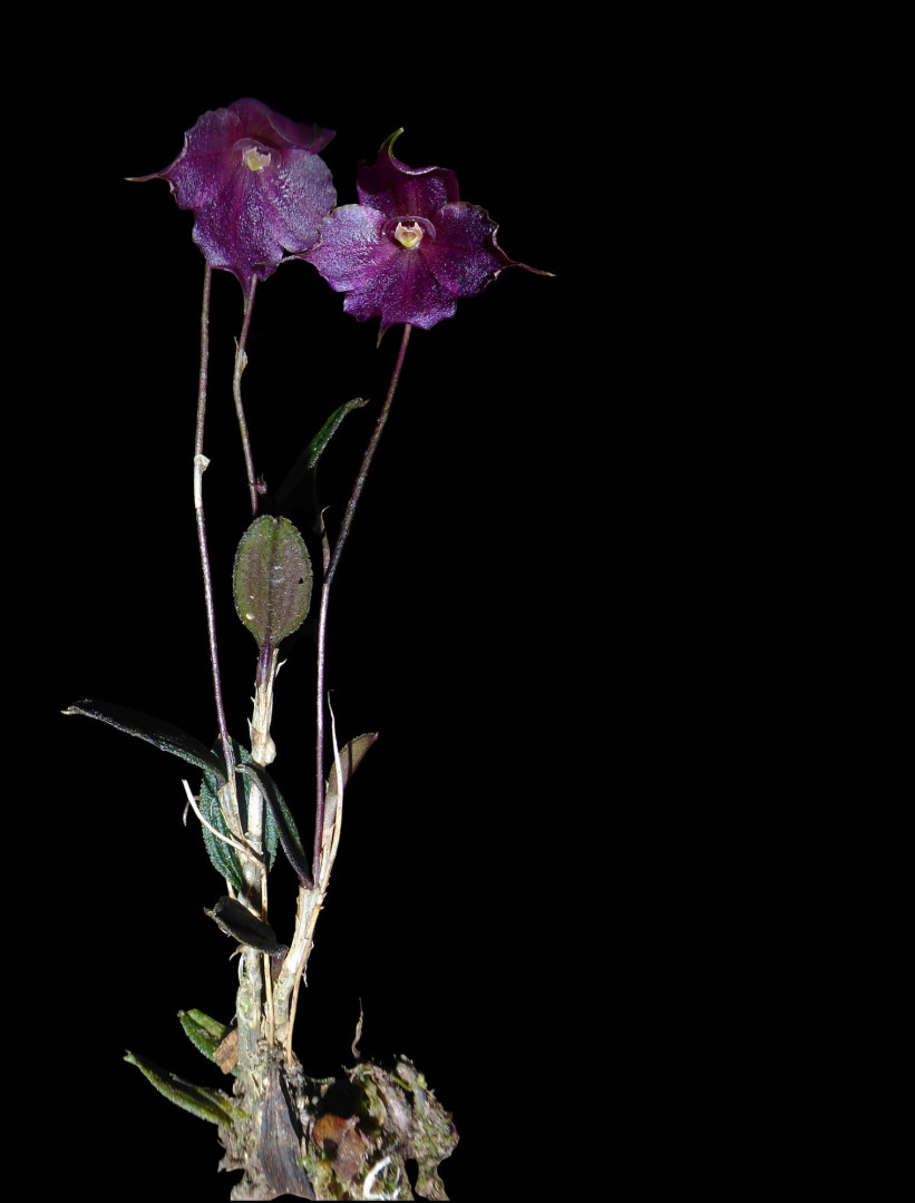 Brachionidium montieliae en Oxapampa.