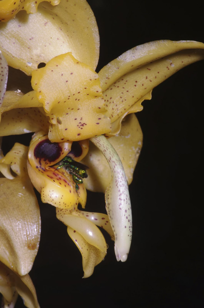 Stanhopea florida 2