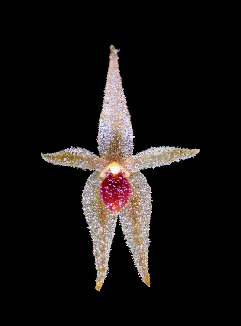 Platystele peruviana en Oxapampa.