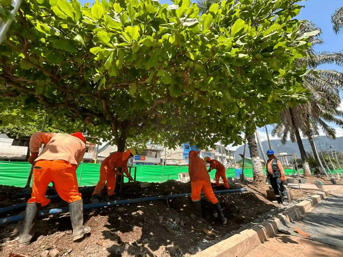 Huánuco da el ejemplo: Nueva alameda en Tingo María se construirá sin talar árboles centenarios
