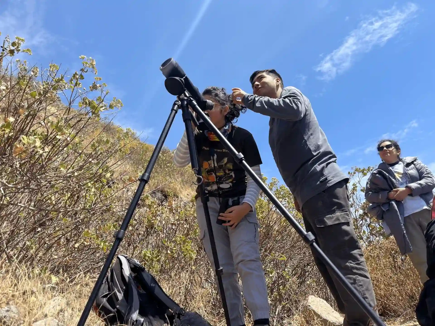 Alerta por el Cóndor Andino: 301 individuos sobreviven en el Perú
