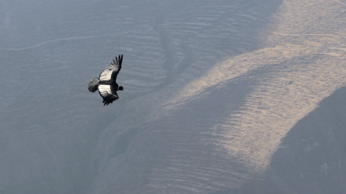 Alerta por el Cóndor Andino: 301 individuos sobreviven en el Perú