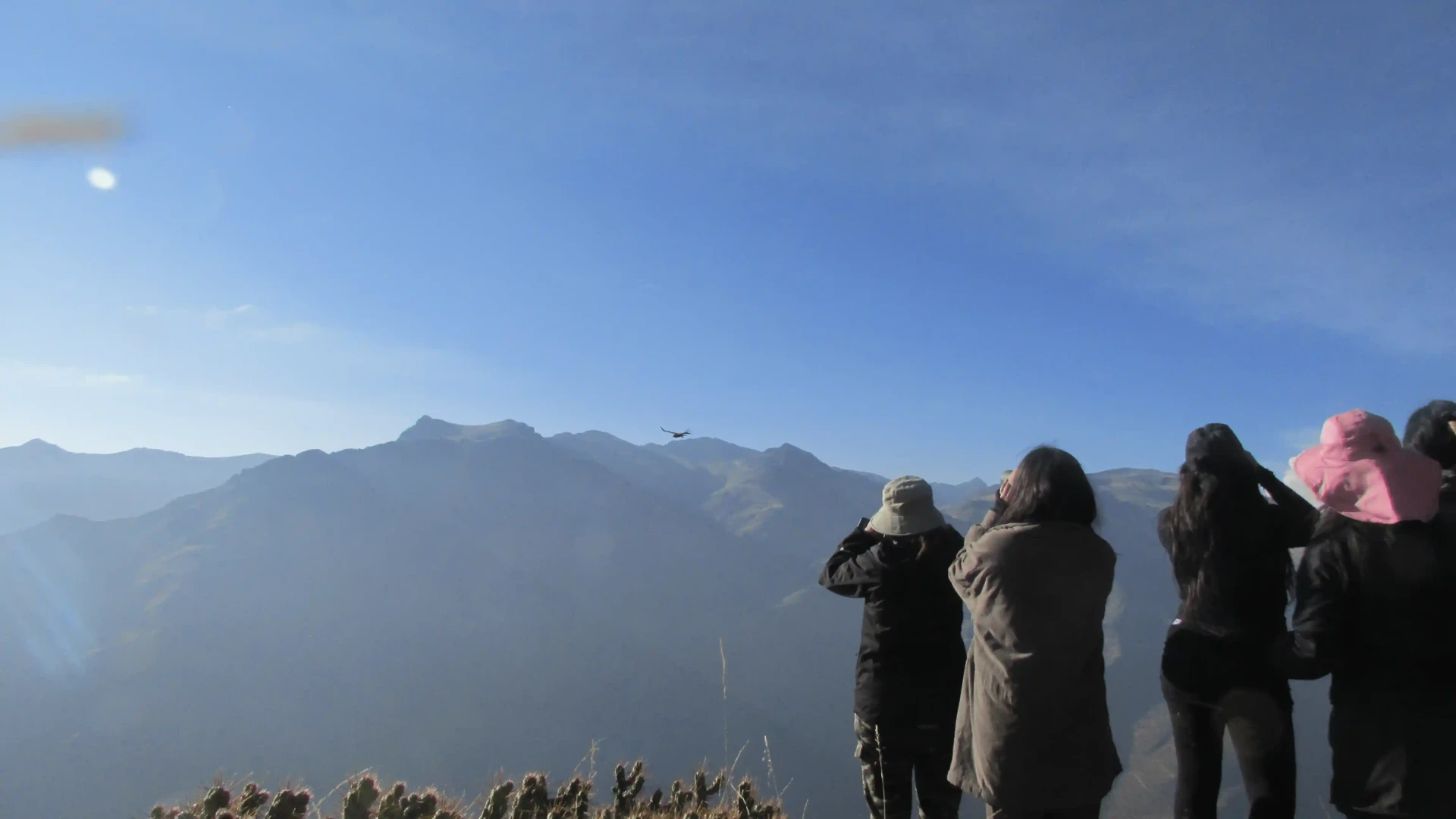 Alerta por el Cóndor Andino: 301 individuos sobreviven en el Perú