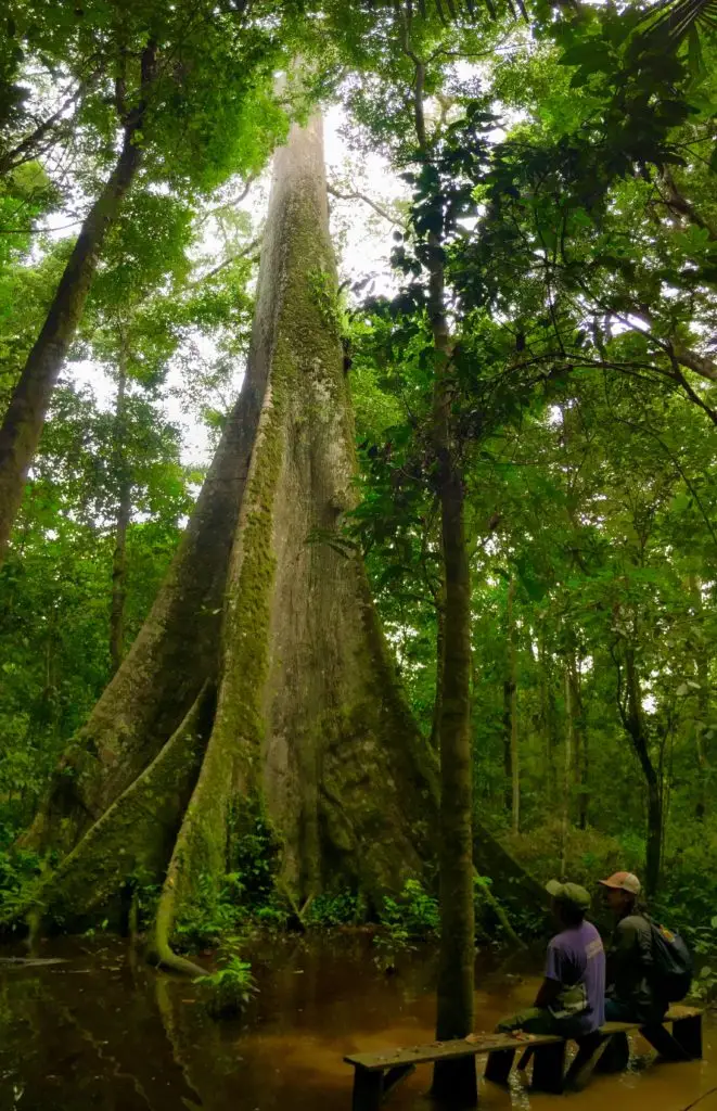 I-DIA-DEL-ARBOL-EN-PERU--Celebrando-los-gigantes-de-nuestra-Amazonia-I.webp