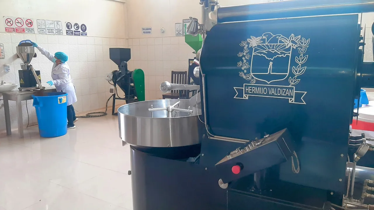 De la cosecha al envasado: Planta procesadora de café beneficia a más 700 familias en Hermilio Valdizán