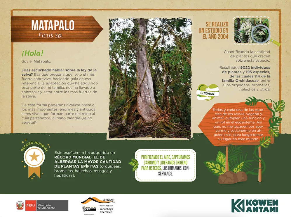 III-EL-MATAPALO--Un-arbol-destructor_-que-sostiene-la-vida-en-el-ecosistema-XX.webp