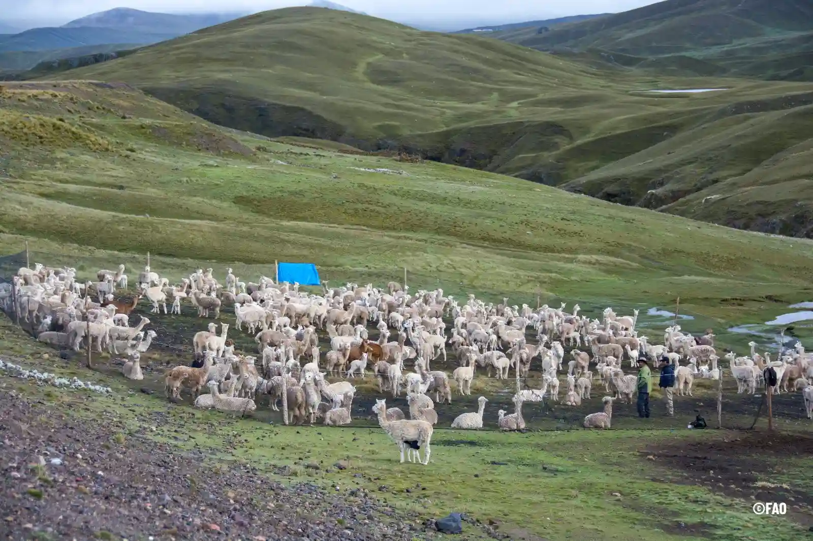 Expertos mejoran productividad de fibra y carne de camélido