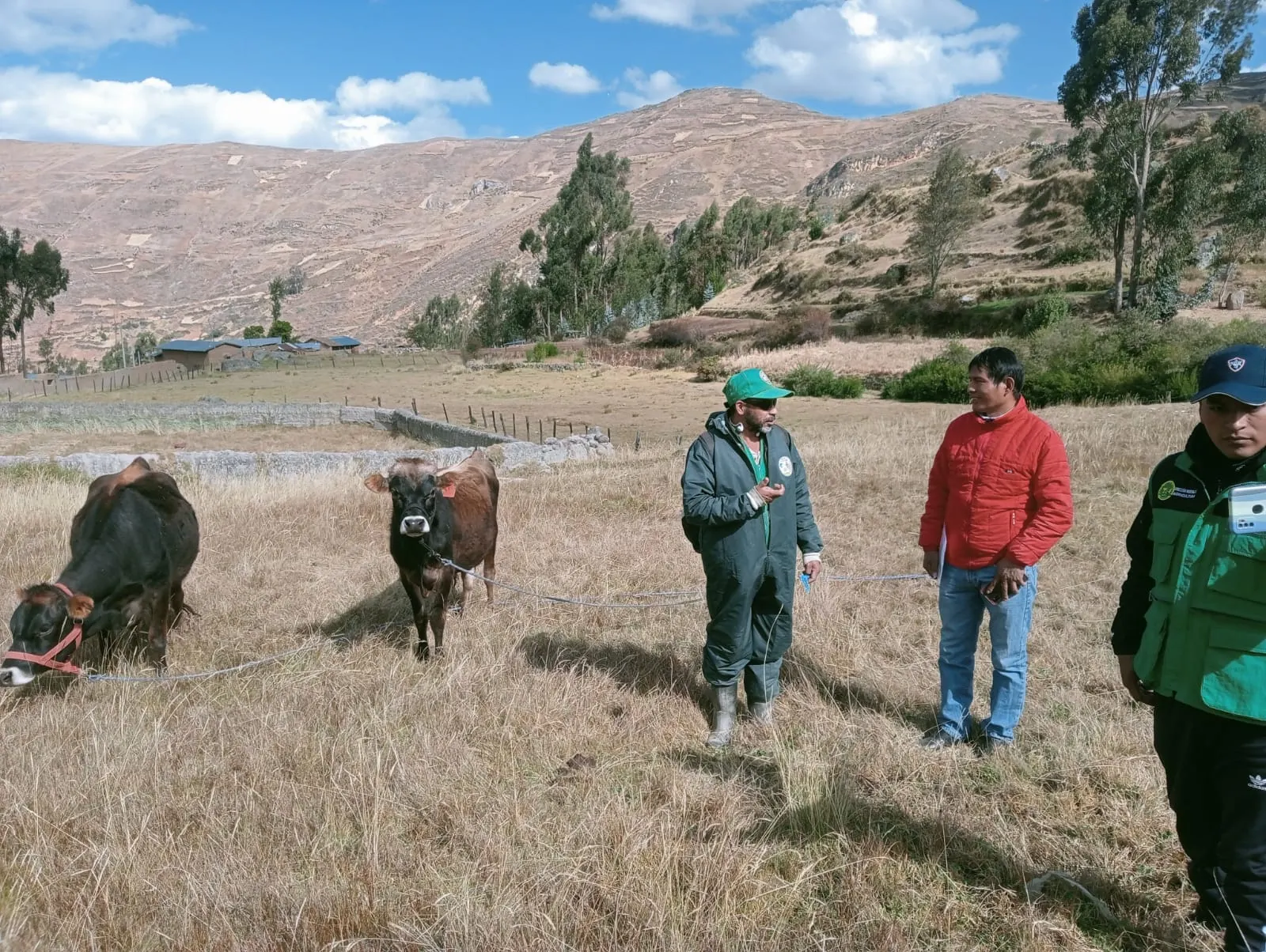 Huánuco: Fiscalizan trabajo de inseminación artificial a ganado vacuno