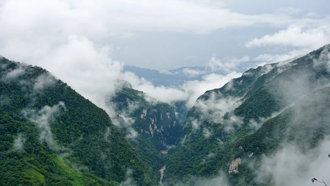Huánuco: Líder promueve producción de café y conservación de bosques