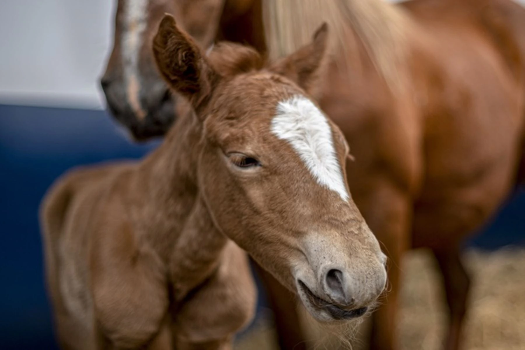 Nace primer clon del caballo de paso peruano en Amazonas