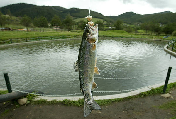 La tecnología del futuro que podría impulsar la piscicultura en Loreto