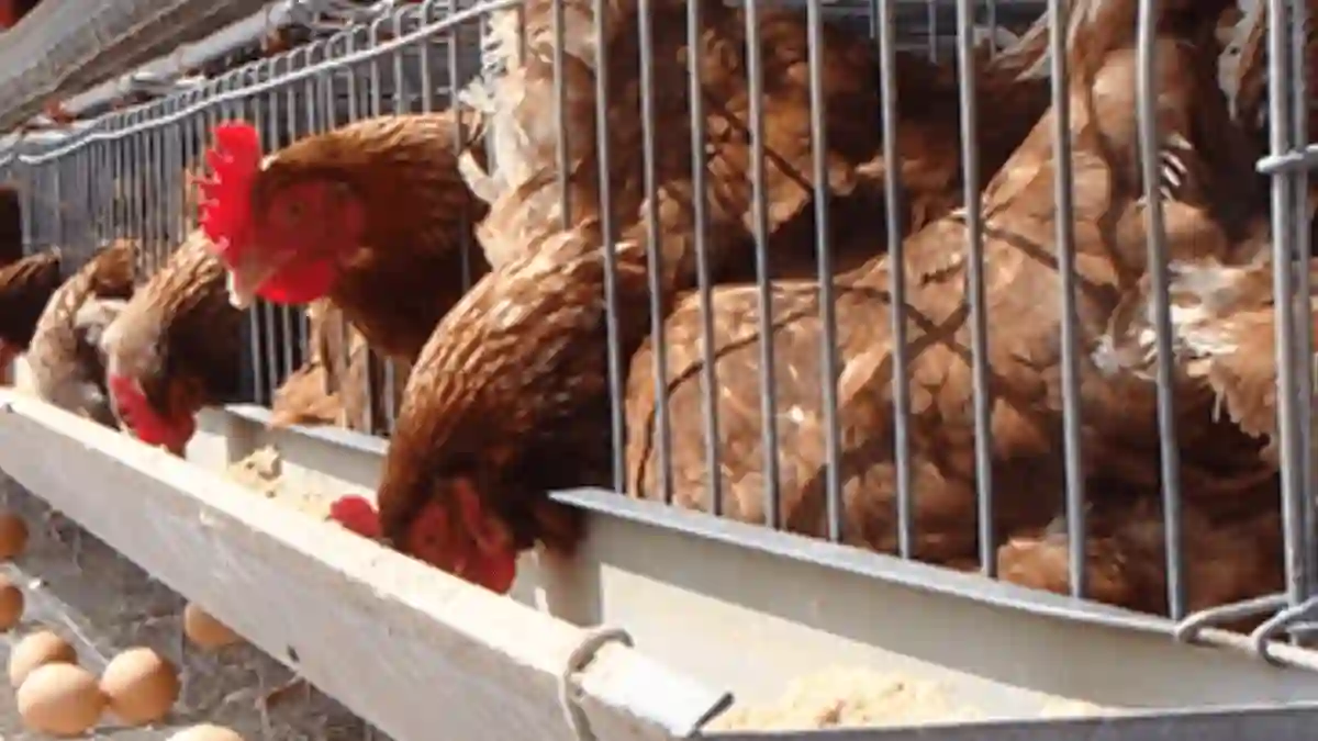 ¿De dónde provienen los huevos de gallina que consumes en Perú?