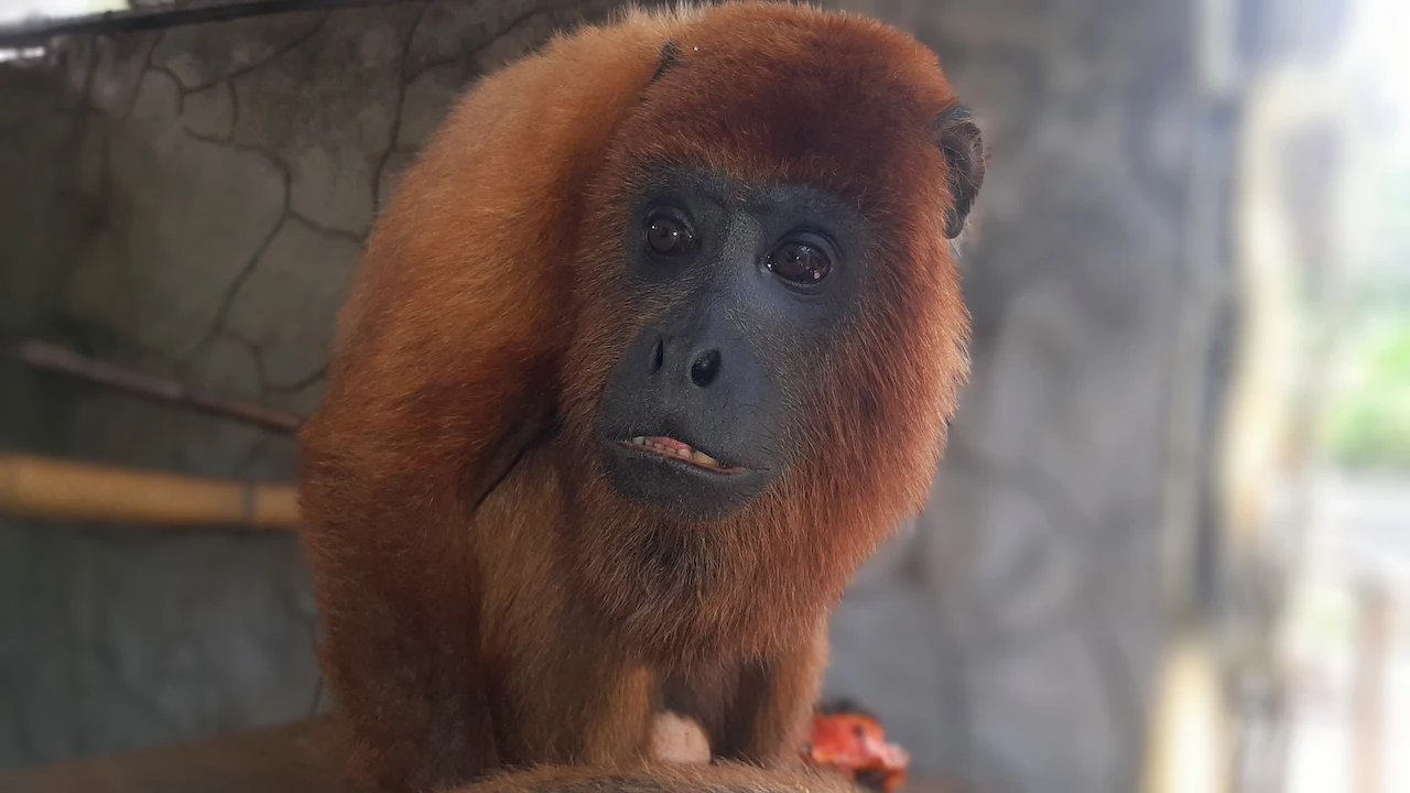 Tingo María: Rescatan ocho monos en lo que va del año