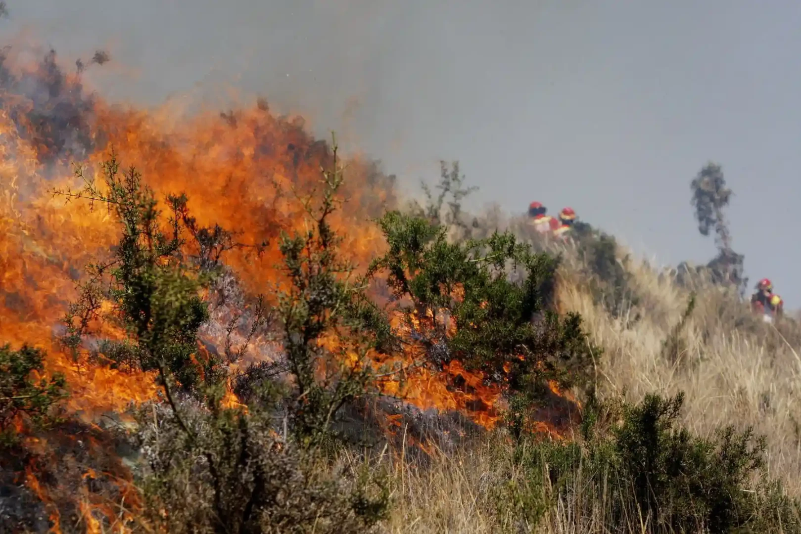 II-INCENDIOS-FORESTALES--Serfor-recibe-premio-por-estudio-sobre-emisiones-de-carbono-generadas.webp